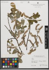 Foto von Salix L.